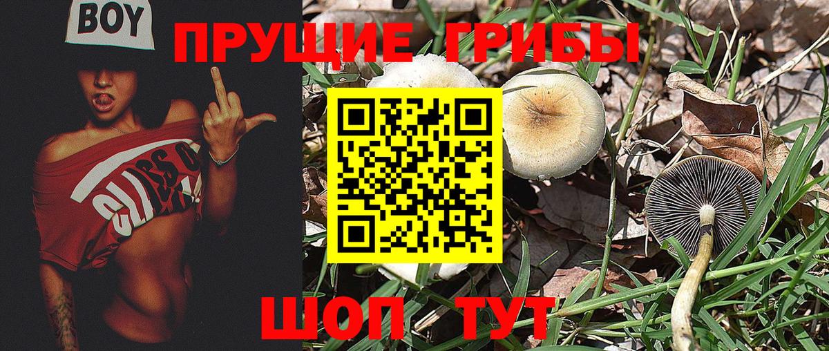 Псилоцибиновые грибы Psilocybe Аша